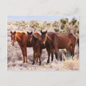 Drie Amigos Briefkaart (Voorkant)