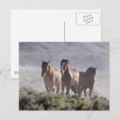 Drie Amigos Briefkaart (Voorkant / Achterkant)