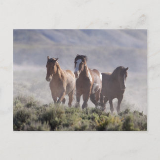 Drie Amigos Briefkaart