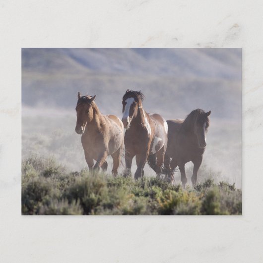 Drie Amigos Briefkaart (Voorkant)