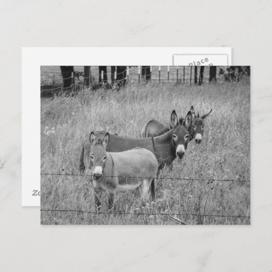 Drie amigo's briefkaart (Voorkant / Achterkant)