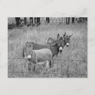 Drie amigo's briefkaart