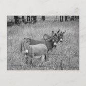 Drie amigo's briefkaart (Voorkant)