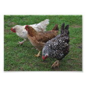 Drie amigos foto afdruk (Voorkant)