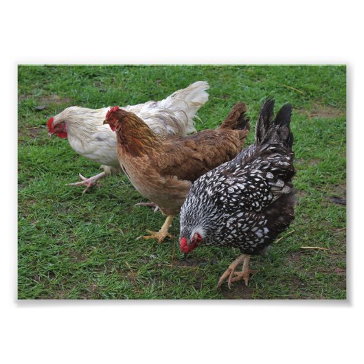 Drie amigos foto afdruk (Voorkant)