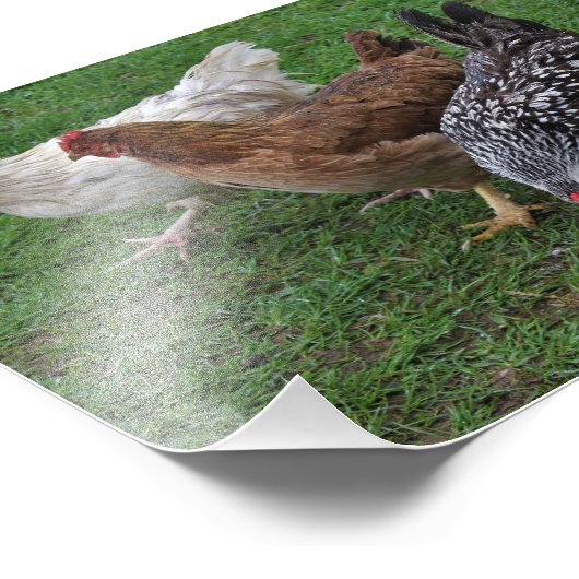 Drie amigos foto afdruk (Hoek)