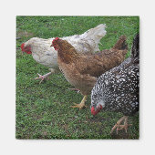 Drie Amigos Magneet (Voorkant)