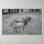 Drie Amigos Poster (Voorkant)