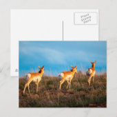 Drie antilope loopt weg bij zonsondergang briefkaart (Voorkant / Achterkant)