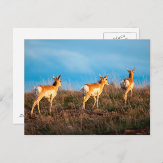 Drie antilope loopt weg bij zonsondergang briefkaart (Voorkant / Achterkant)