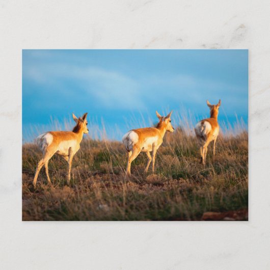 Drie antilope loopt weg bij zonsondergang briefkaart (Voorkant)