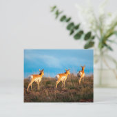 Drie antilopen lopen weg bij zonsondergang briefkaart (Staand voorkant)