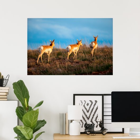 Drie antilopen lopen weg bij zonsondergang poster (Thuiskantoor)