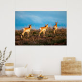 Drie antilopen lopen weg bij zonsondergang poster (Keuken)