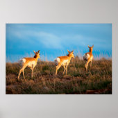 Drie antilopen lopen weg bij zonsondergang poster (Voorkant)