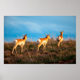 Drie antilopen lopen weg bij zonsondergang poster