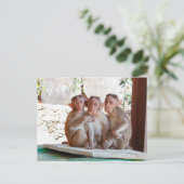 Drie apen samen in het wild briefkaart (Staand voorkant)