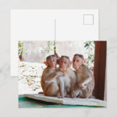 Drie apen samen in het wild briefkaart (Voorkant / Achterkant)