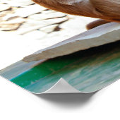 Drie apen samen in het wild poster (Hoek)