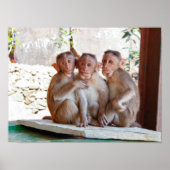 Drie apen samen in het wild poster (Voorkant)