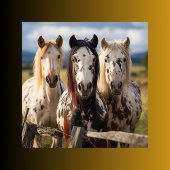 Drie Appaloosa paarden Foto Afdruk