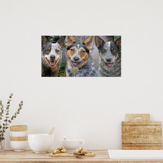 Drie Australische kattenhonden Kunst Poster (Keuken)
