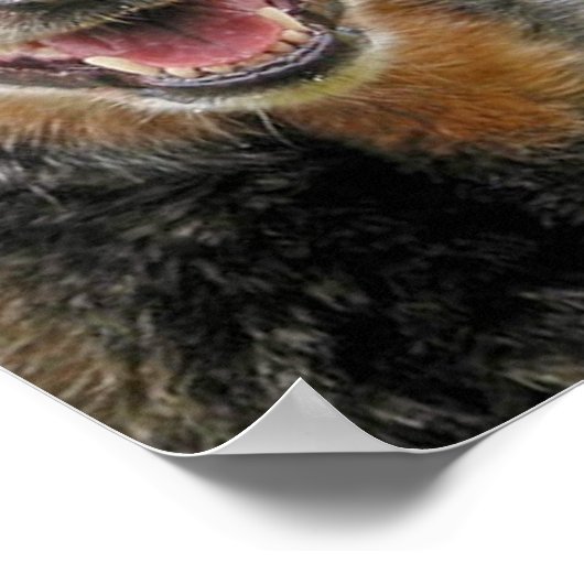 Drie Australische kattenhonden Kunst Poster (Hoek)