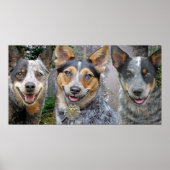 Drie Australische kattenhonden Kunst Poster (Voorkant)