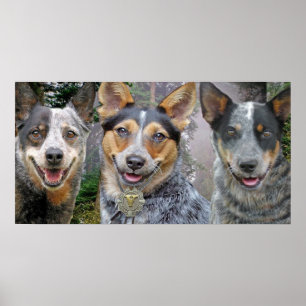 Drie Australische kattenhonden Kunst Poster
