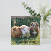 Drie Baby-cavia's, (Staand voorkant)