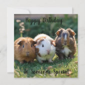 Drie Baby-cavia's, (Voorkant)