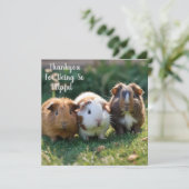 Drie Baby-cavia's, Bedankkaart (Staand voorkant)