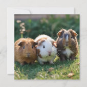 Drie Baby-cavia's, Bedankkaart (Achterkant)