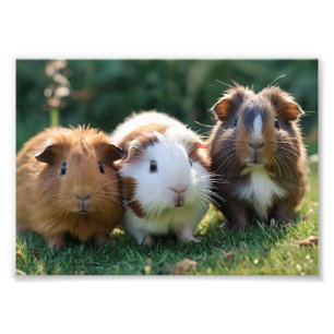 Drie Baby-cavia's, Foto Afdruk