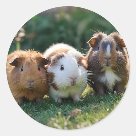 Drie Baby-cavia's, Ronde Sticker (Voorkant)
