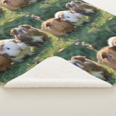 Drie Baby-cavia's, Sherpa Deken (3/4)