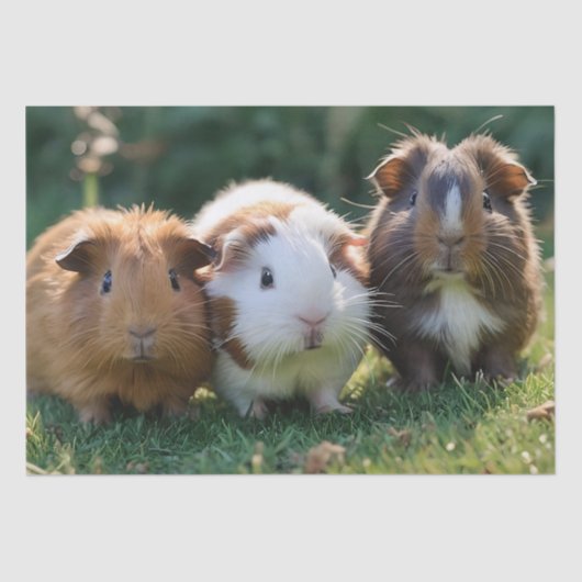 Drie Baby-cavia's, Tissuepapier (Voorkant)