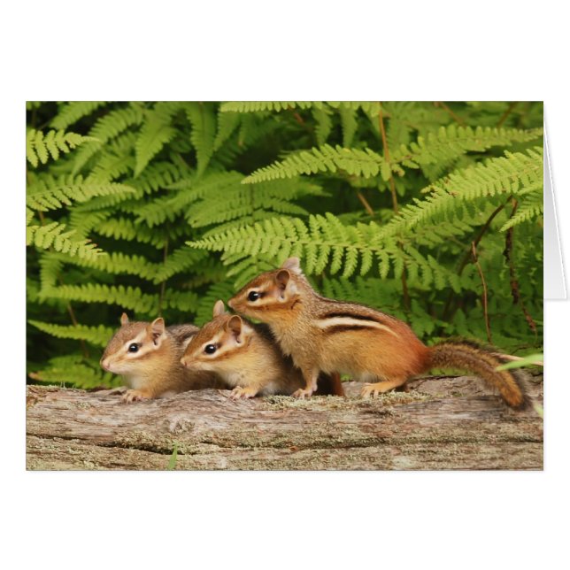 drie baby-chipmunken (Voorkant Horizontaal)