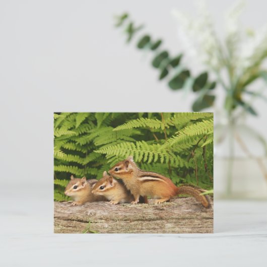 drie baby-chipmunken briefkaart (Staand voorkant)