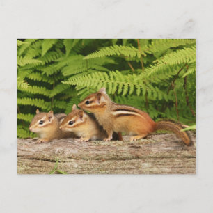 drie baby-chipmunken briefkaart