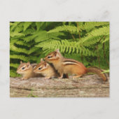 drie baby-chipmunken briefkaart (Voorkant)