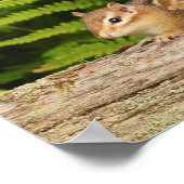 drie baby-chipmunken poster (Hoek)