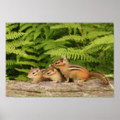 drie baby-chipmunken poster (Voorkant)