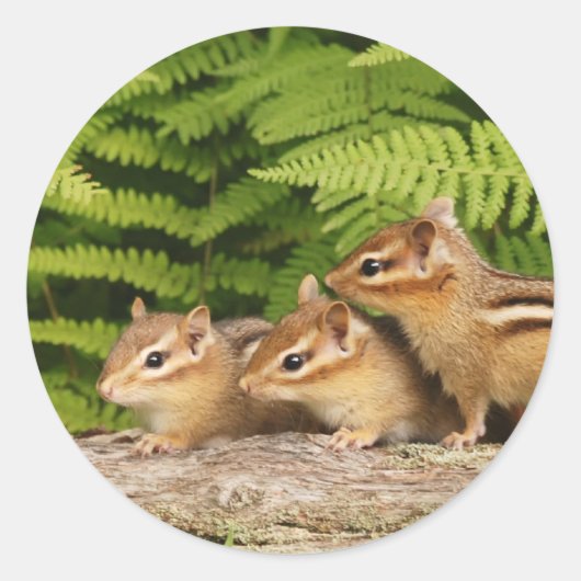 drie baby-chipmunken ronde sticker (Voorkant)