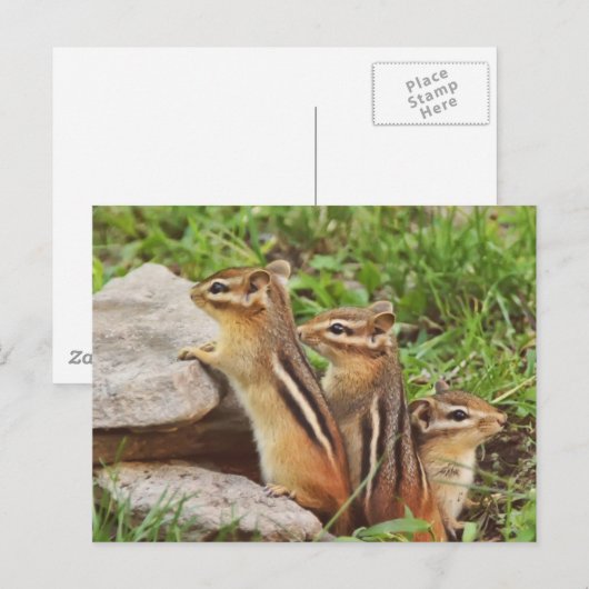 Drie Baby Chipmunks Briefkaart (Voorkant / Achterkant)