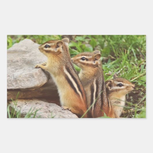 Drie Baby Chipmunks Rechthoekige Sticker (Voorkant)