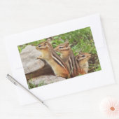 Drie Baby Chipmunks Rechthoekige Sticker (Envelop)