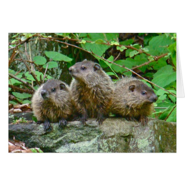 Drie Baby Groundhogs (Voorkant Horizontaal)