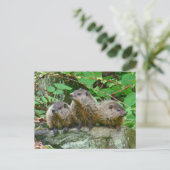 Drie Baby Groundhogs Briefkaart (Staand voorkant)