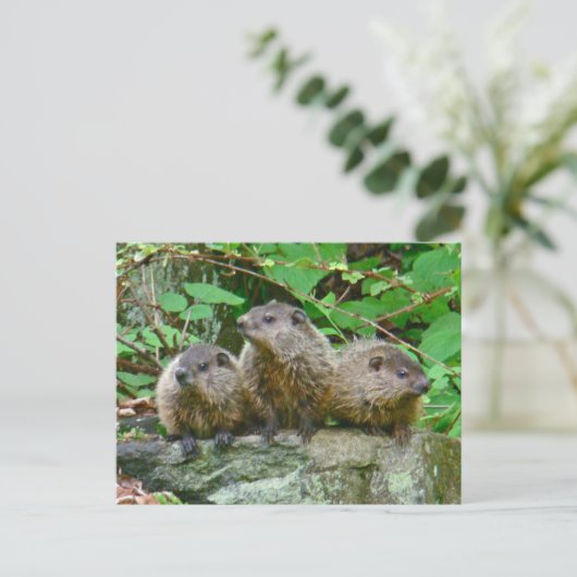 Drie Baby Groundhogs Briefkaart (Staand voorkant)